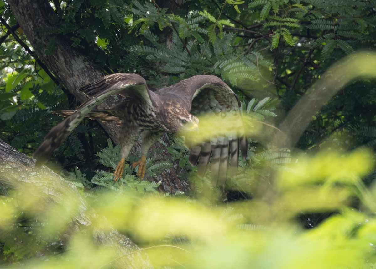 Oriental Honey-buzzard - ML611650170