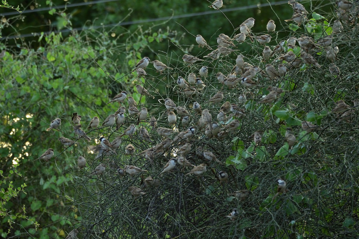 House Sparrow - ML611650302