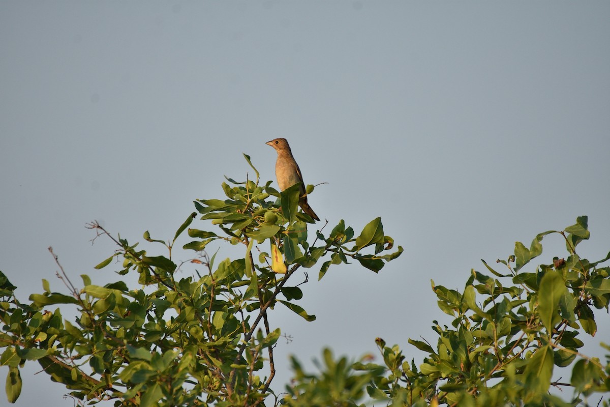 Gray-necked Bunting - ML611650317