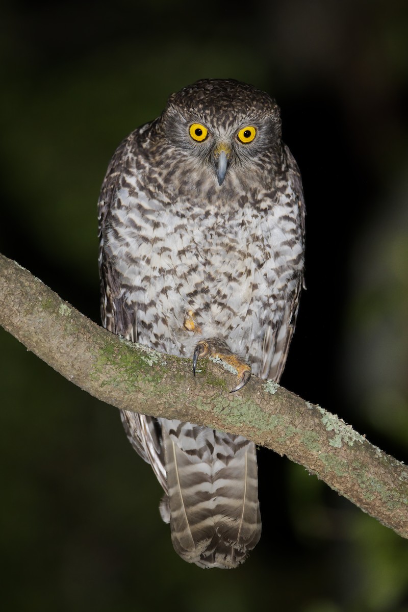 Powerful Owl - ML611650343