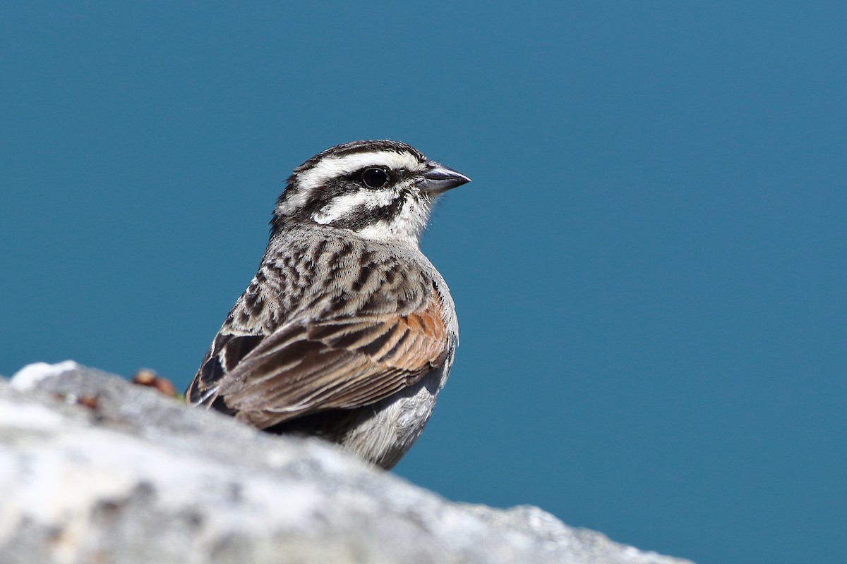 Cape Bunting (Cape) - ML611650452