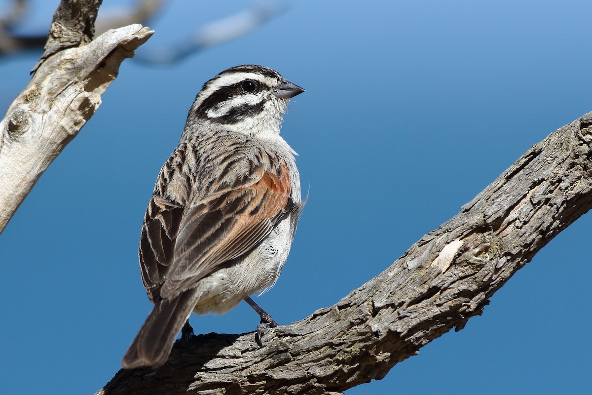 Cape Bunting (Cape) - ML611650453