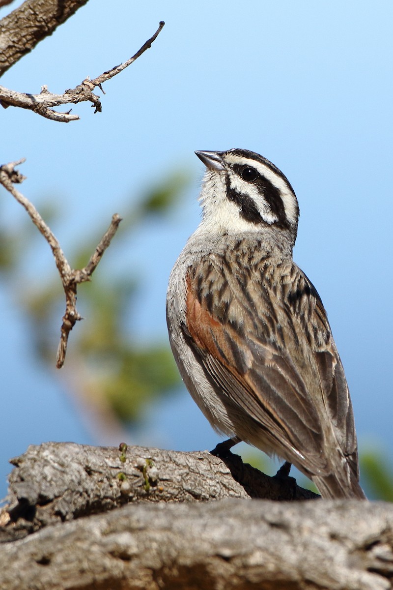 Cape Bunting (Cape) - ML611650454