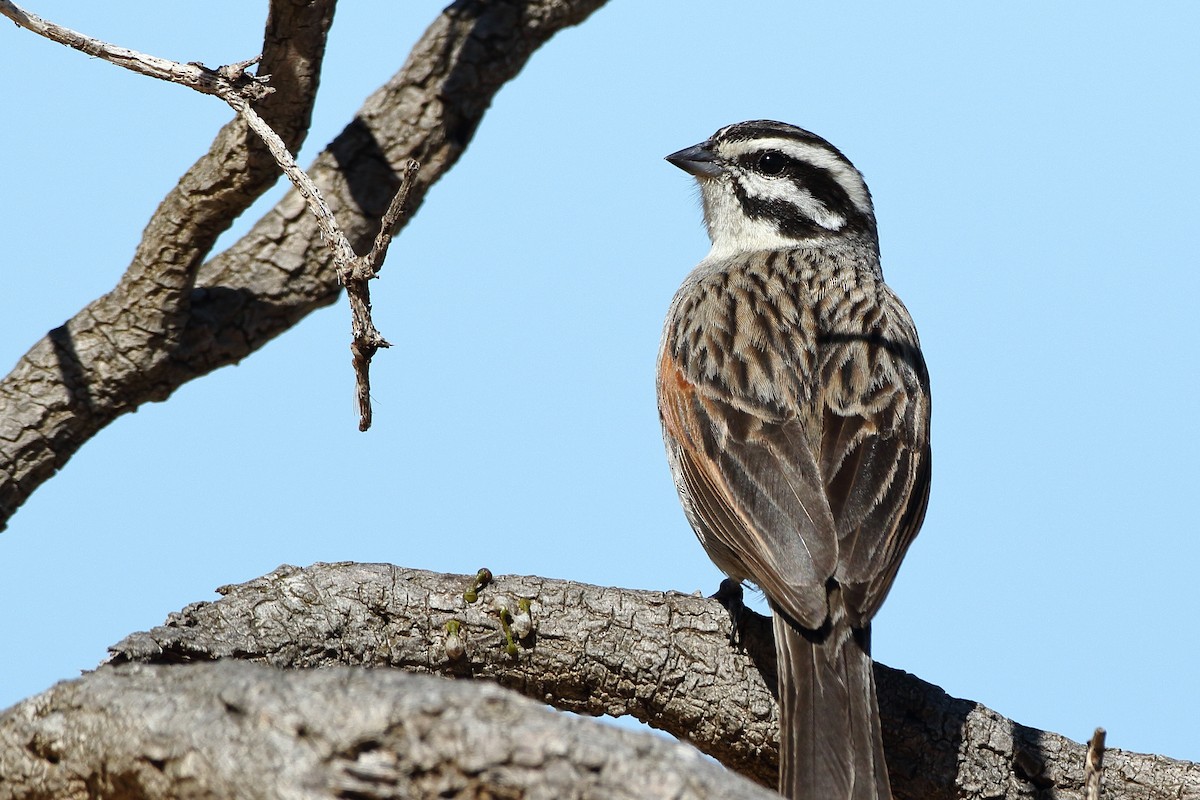 Cape Bunting (Cape) - ML611650455