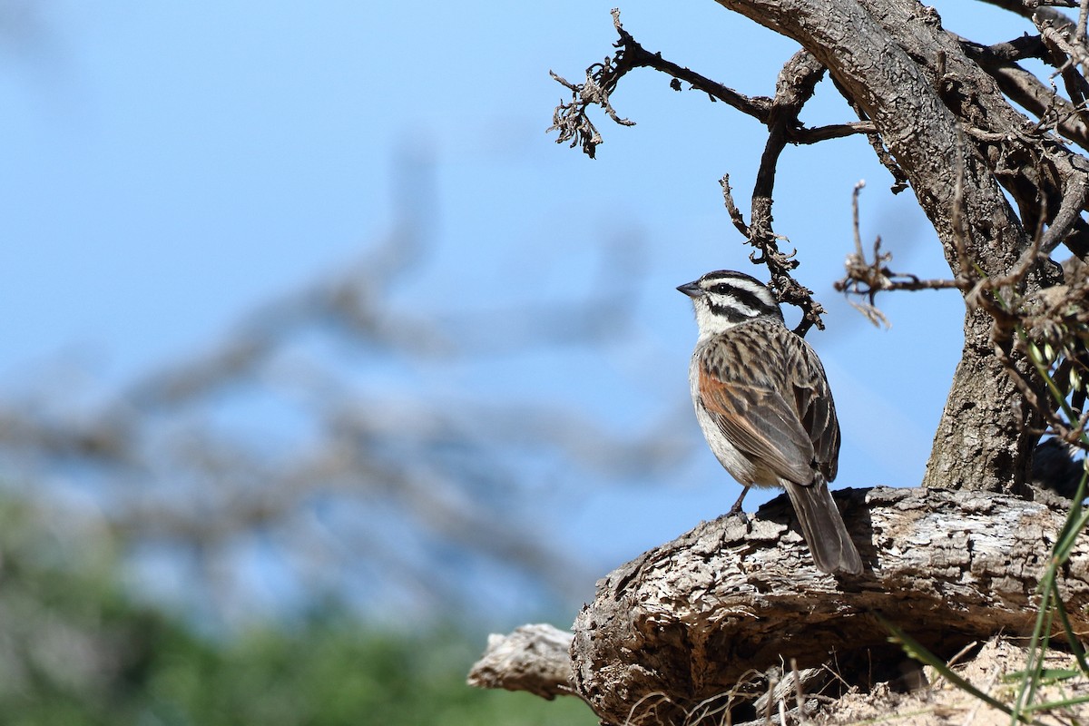 Cape Bunting (Cape) - ML611650456