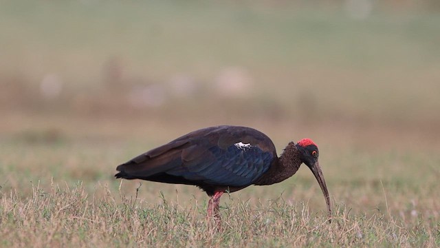 ibis bradavičnatý - ML611650516