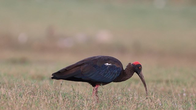 Red-naped Ibis - ML611650516