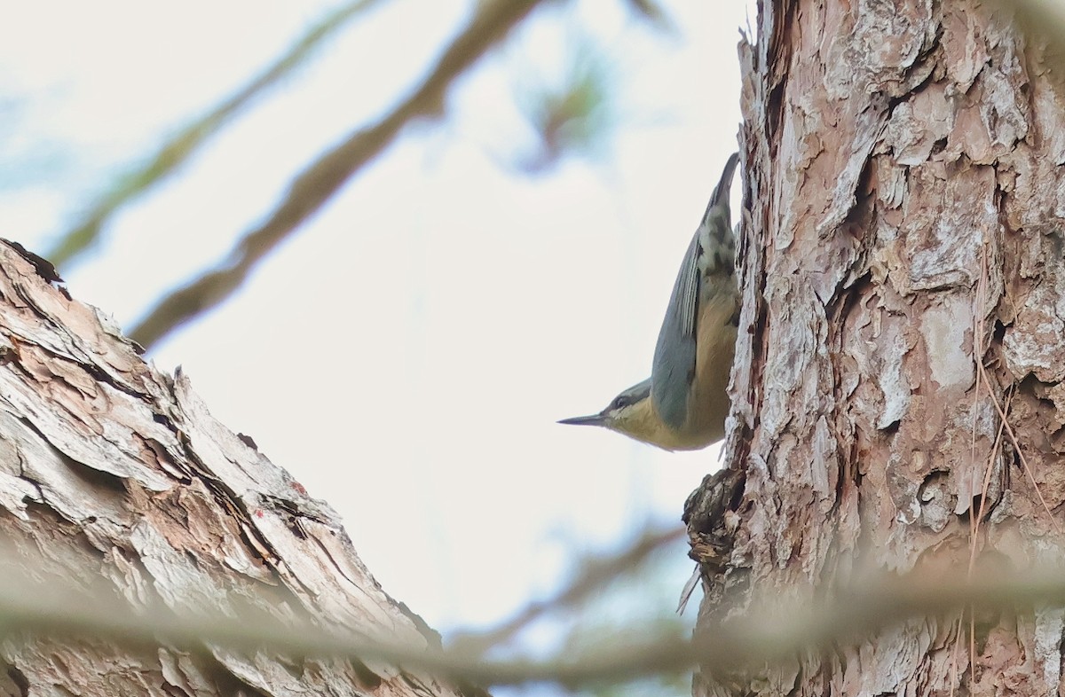 Burmese Nuthatch - ML611650603
