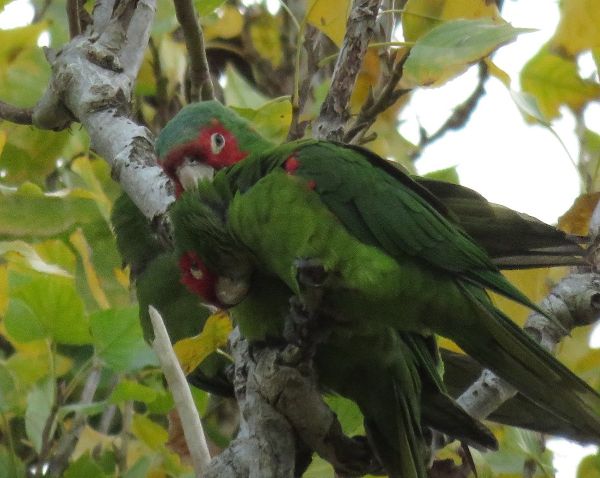 large parakeet sp. (former Aratinga sp.) - ML611650627