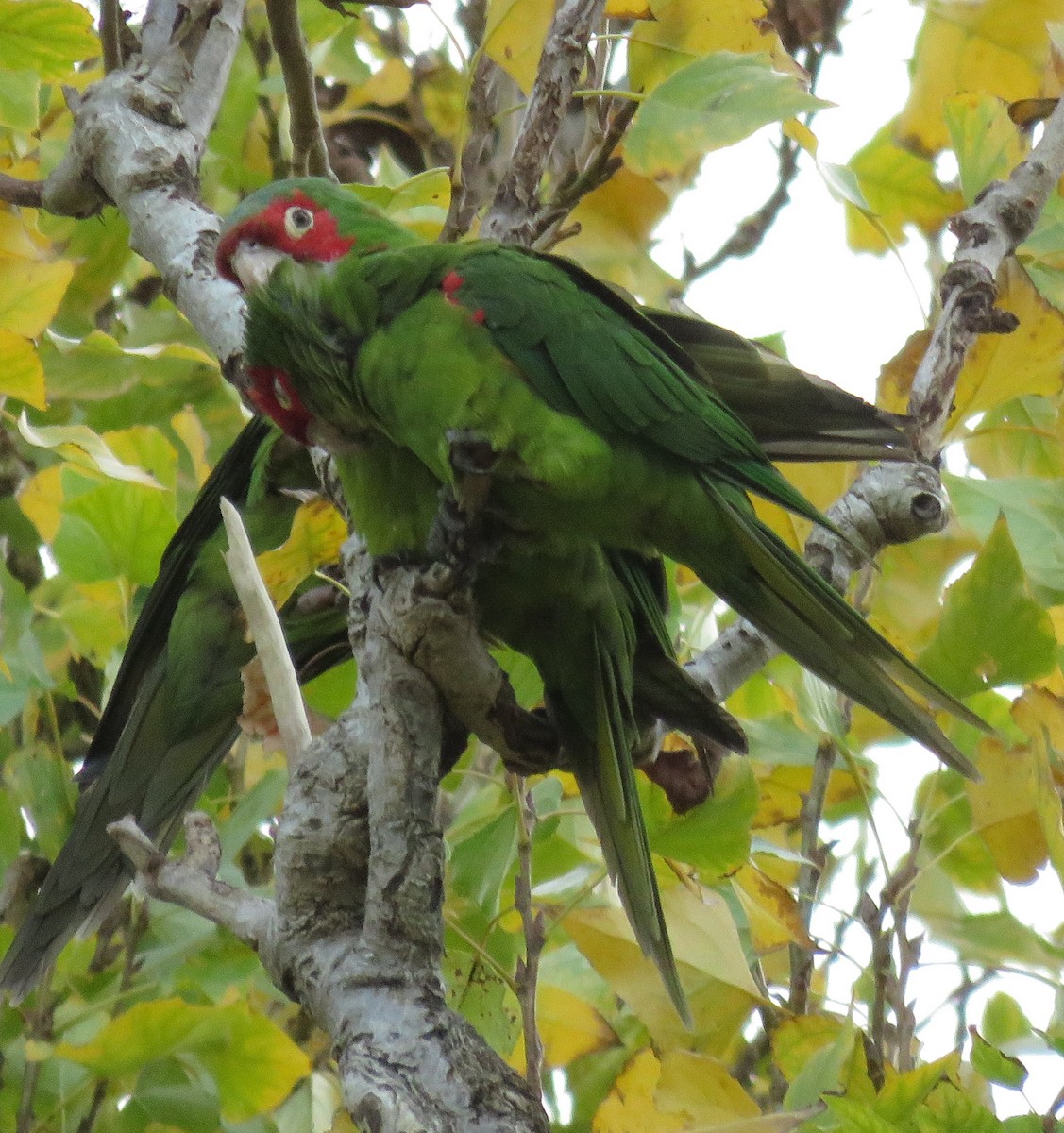 large parakeet sp. (former Aratinga sp.) - ML611650628