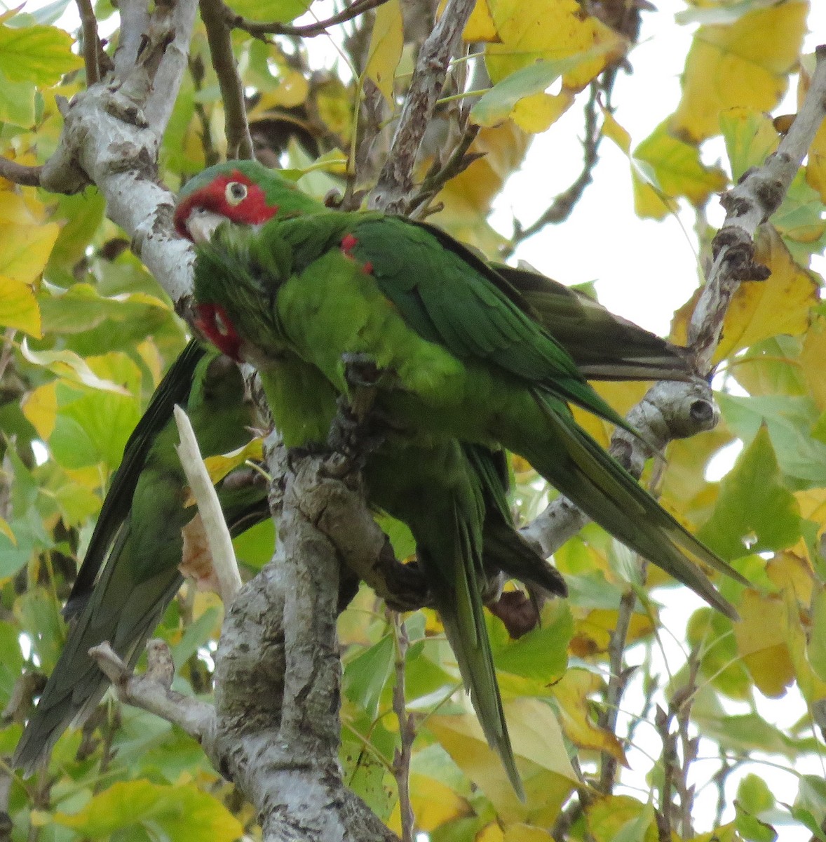velký papoušek sp. (dříve Aratinga sp.) - ML611650630
