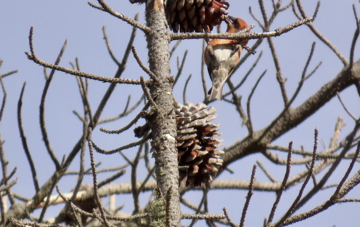 Bec-croisé des sapins - ML611650655