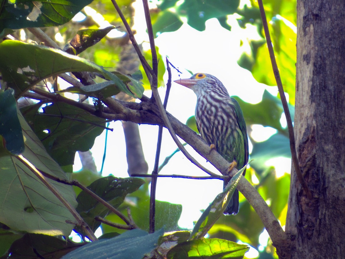 Lineated Barbet - SANTOSH SINGH