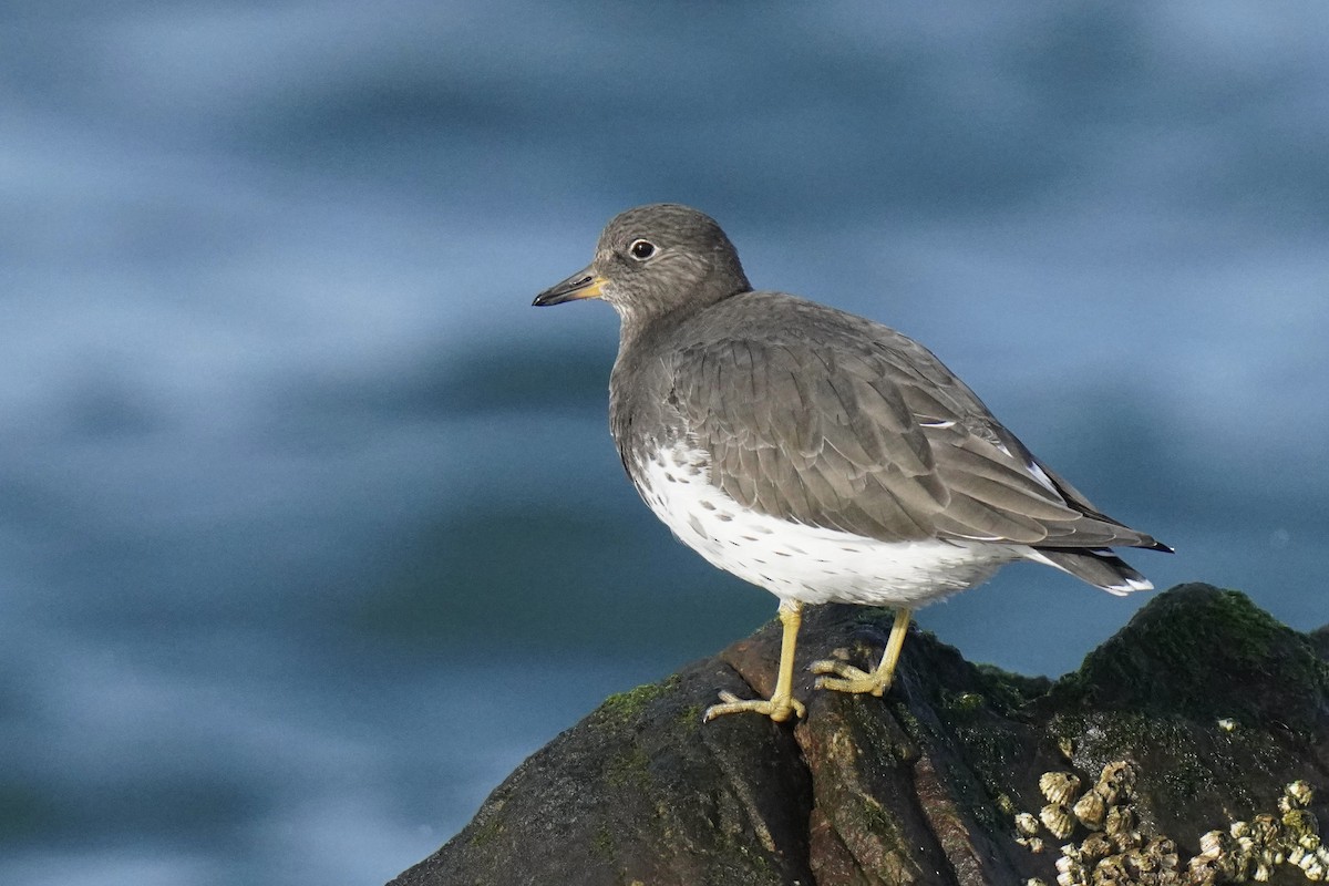 Surfbird - ML611650695