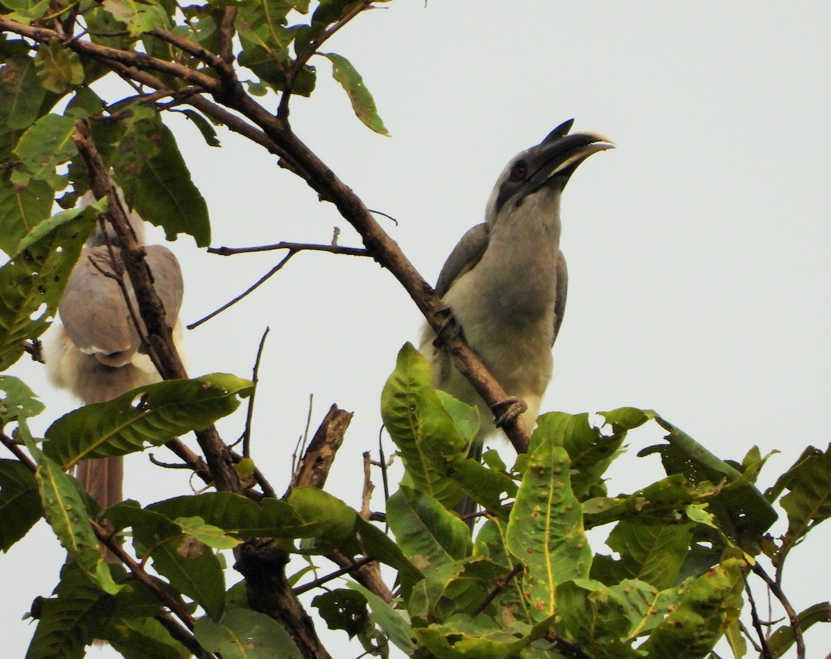 Indian Gray Hornbill - Hetali Karia