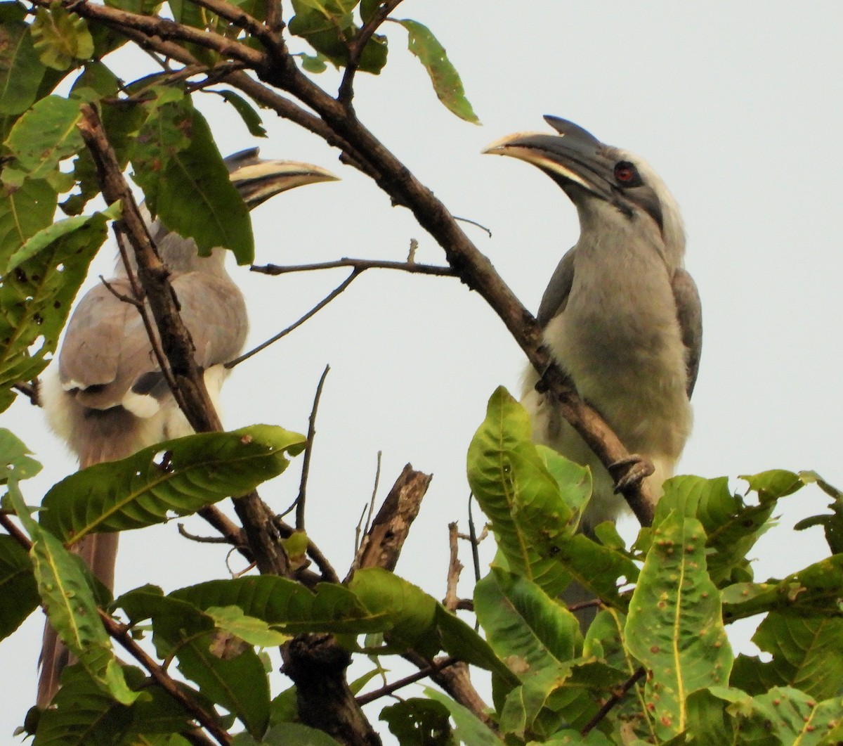 Indian Gray Hornbill - ML611650720