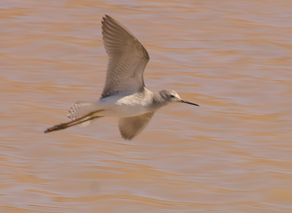 Lesser Yellowlegs - ML611650728