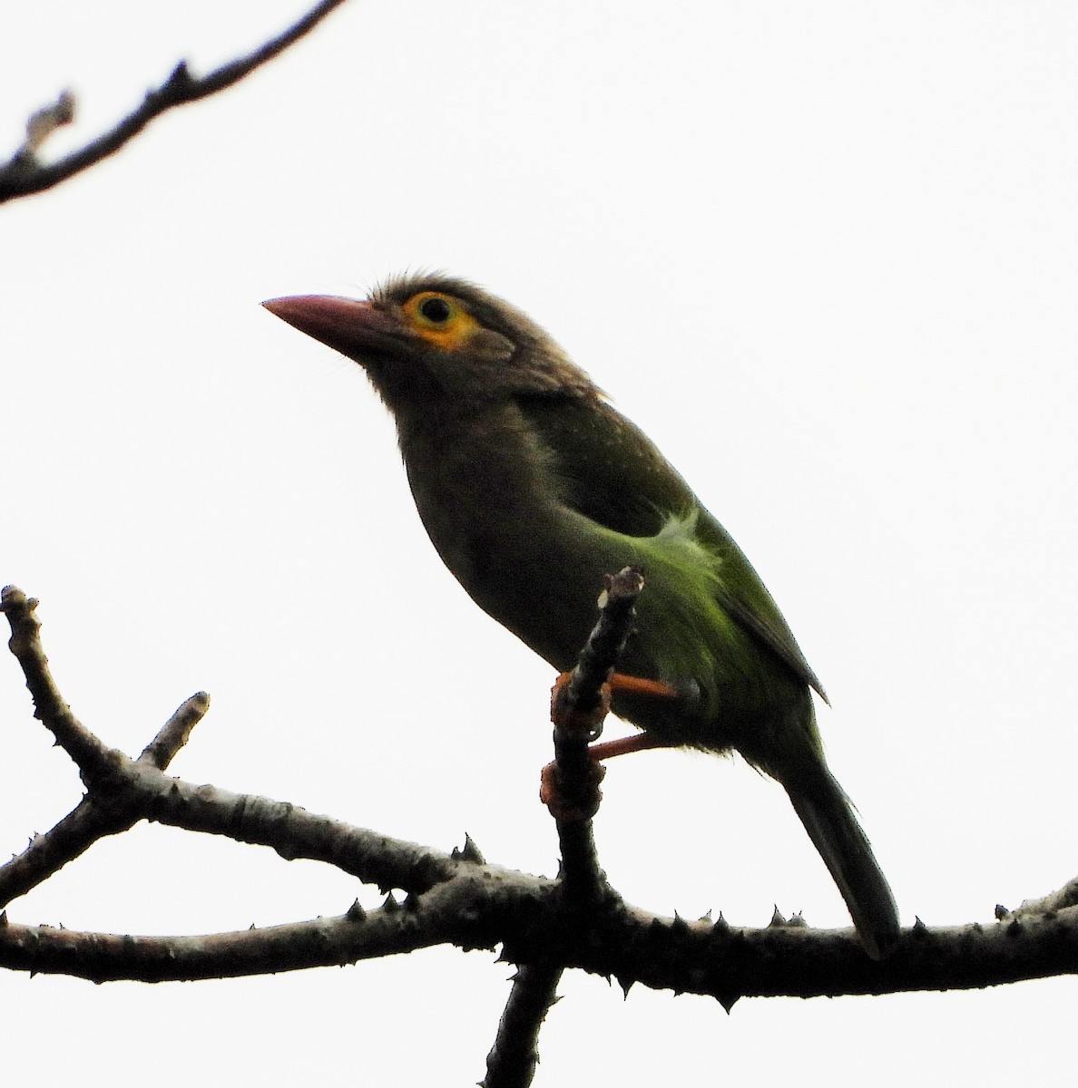 barbet hnědohlavý - ML611650731