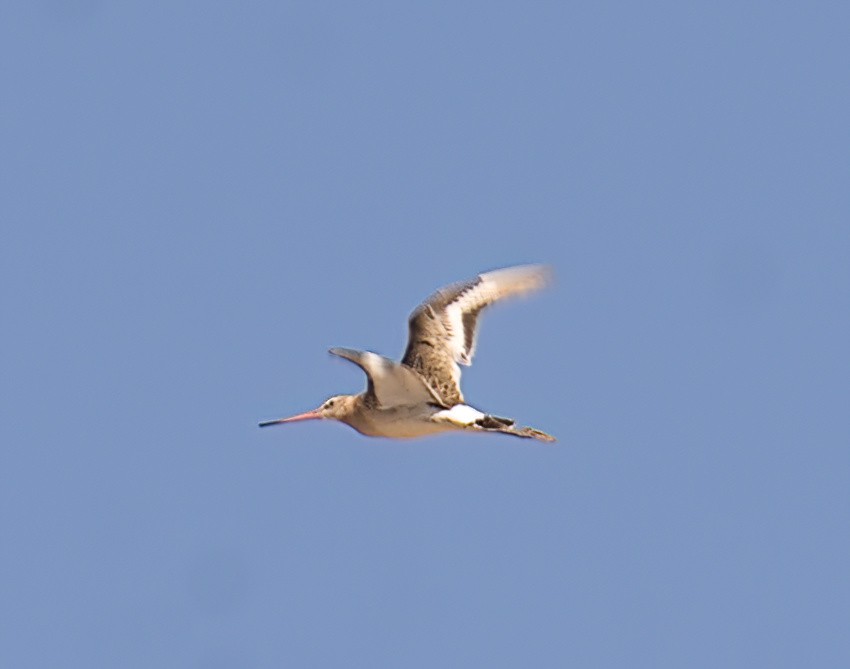 Black-tailed Godwit - ML611650736