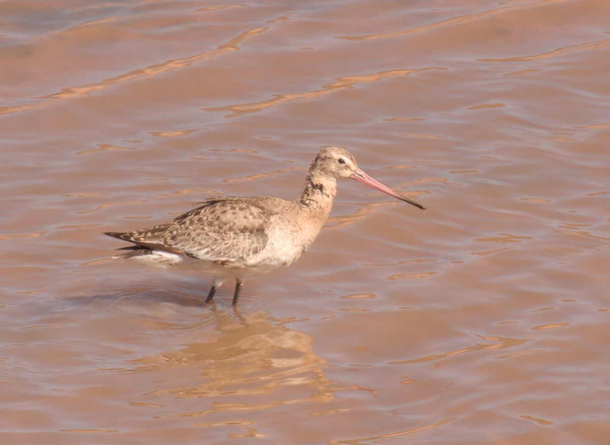 Black-tailed Godwit - ML611650737