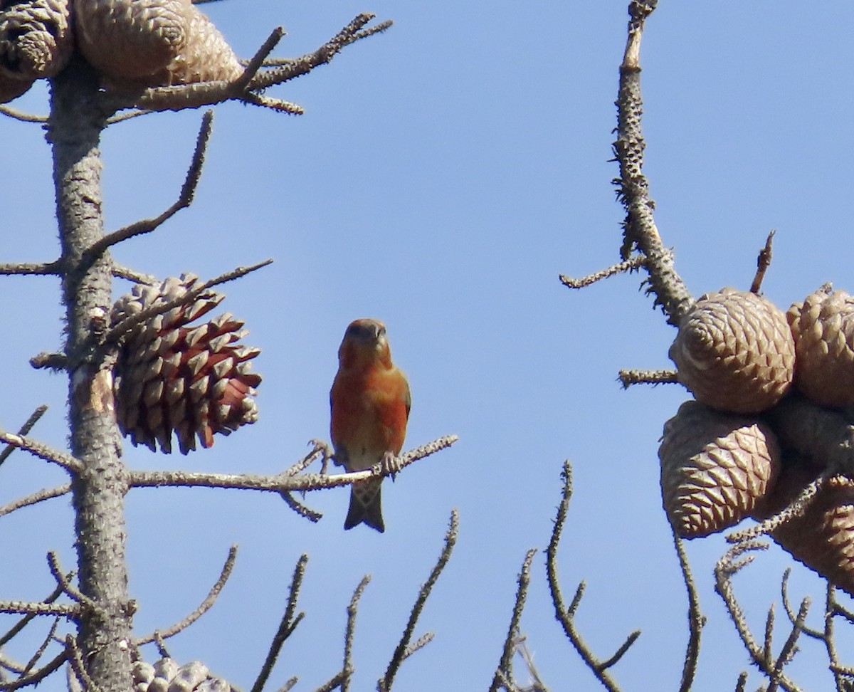 Bec-croisé des sapins - ML611650738