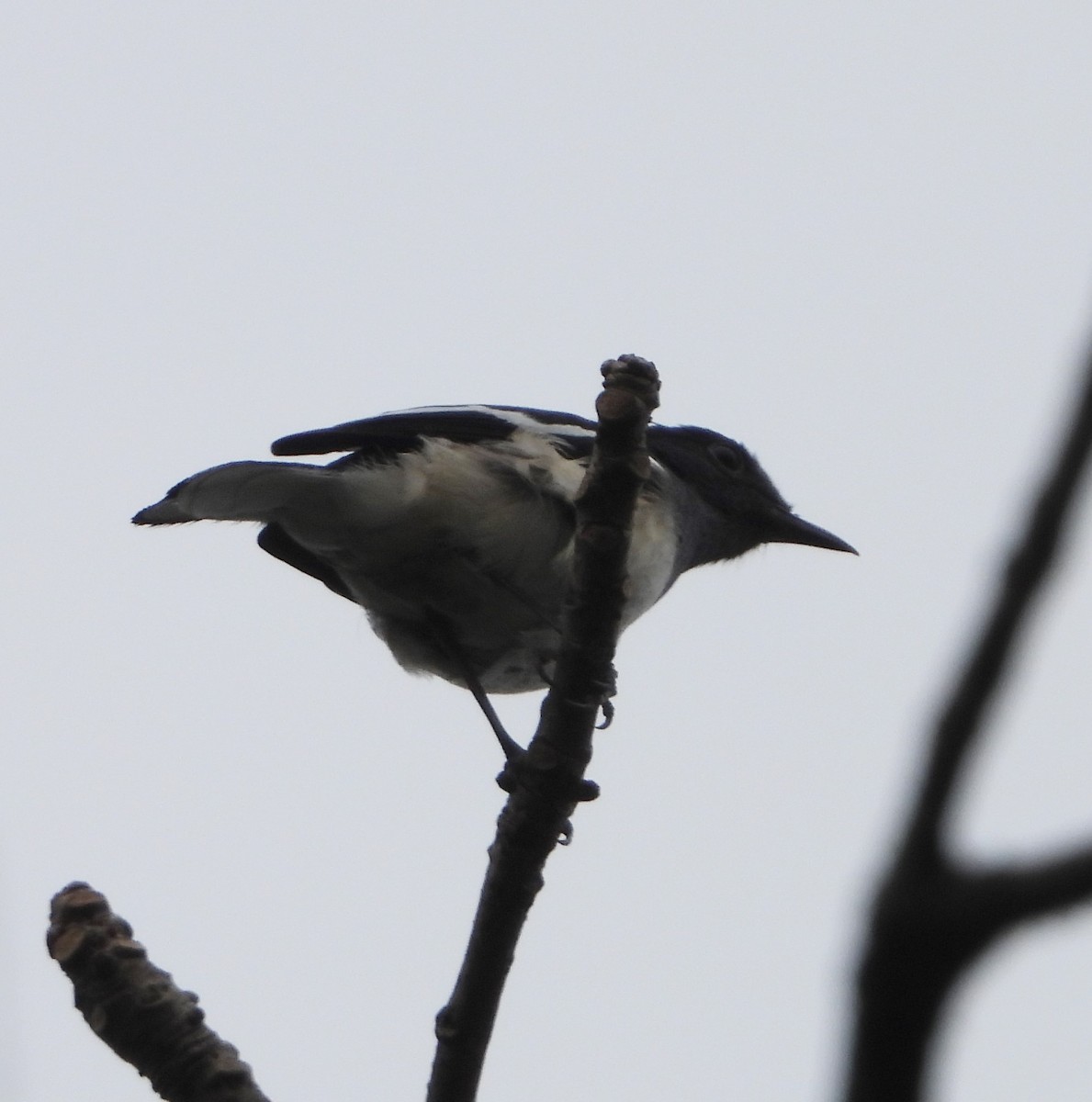 Oriental Magpie-Robin - Hetali Karia