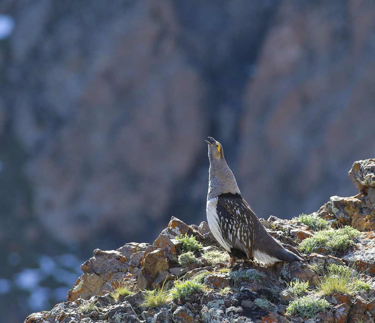 Altai Snowcock - ML611650753