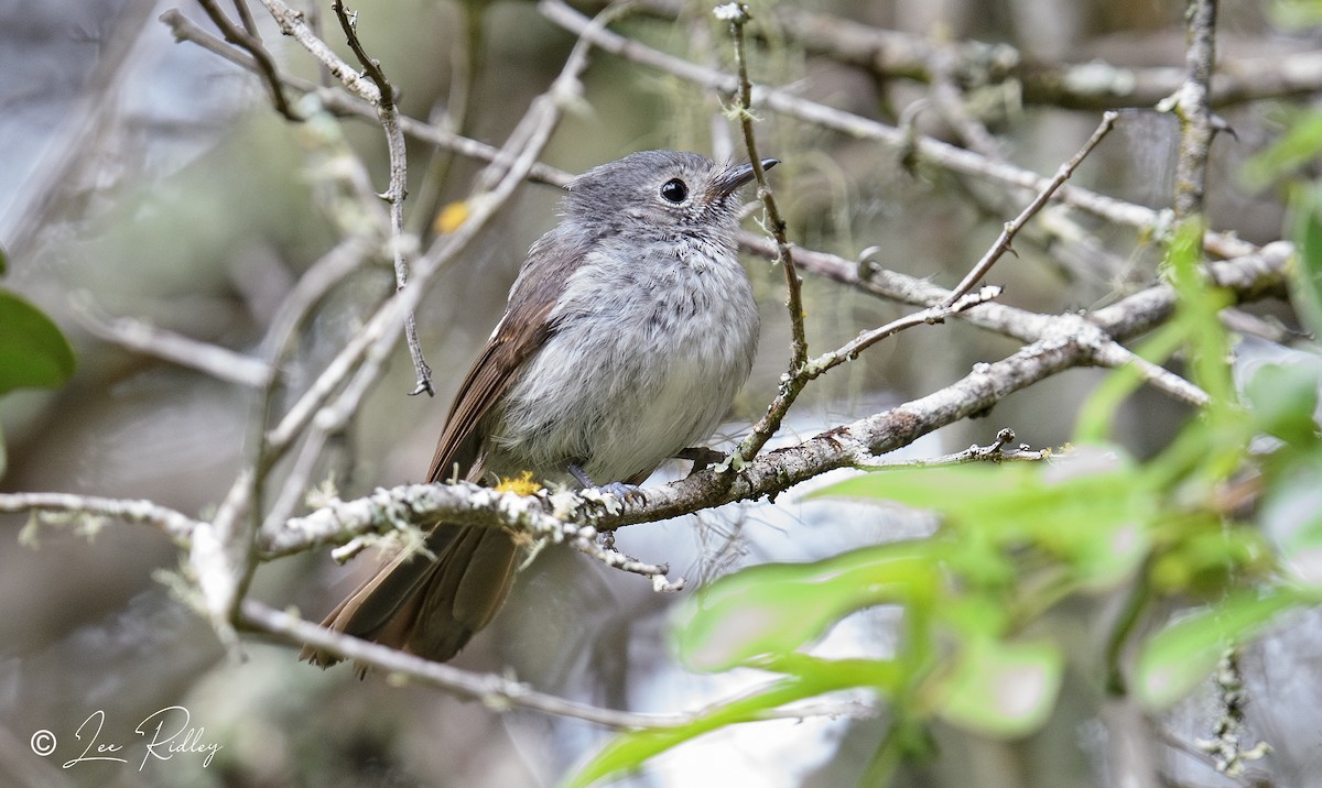 African Crested Flycatcher (Southern) - Lee Ridley
