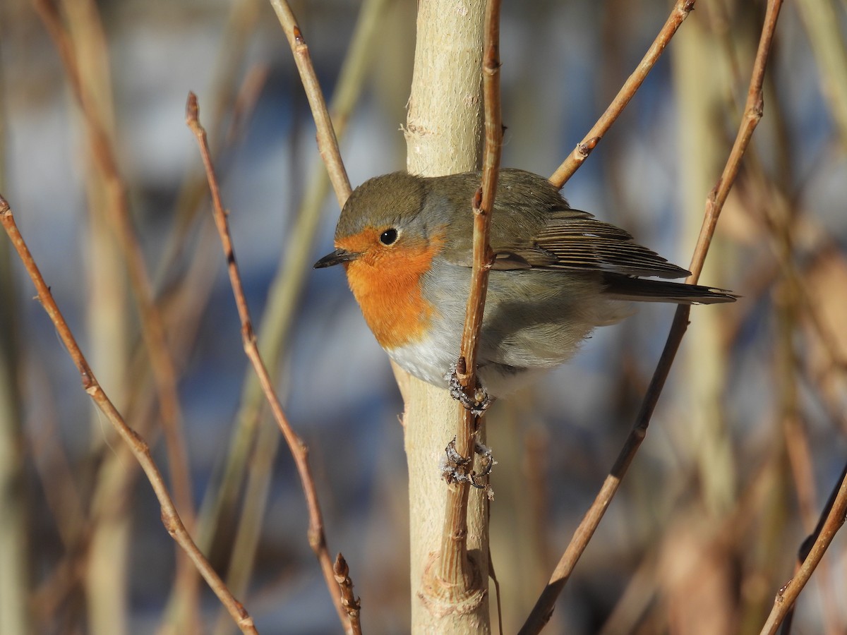 European Robin - ML611650798