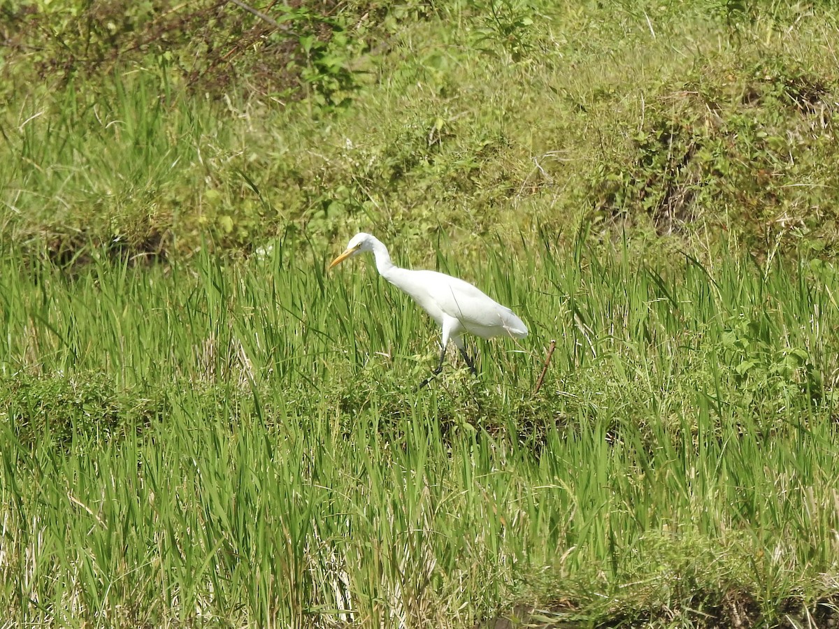 Eastern Cattle Egret - ML611650807