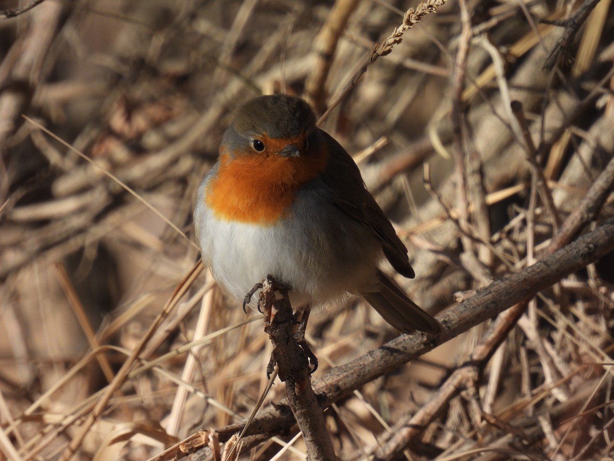 European Robin - Nara Urtnasan