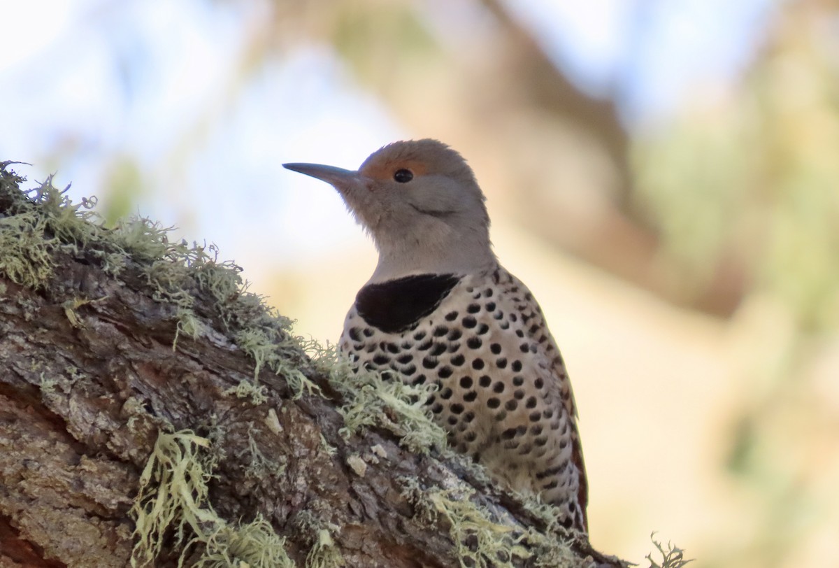 Northern Flicker - ML611650814