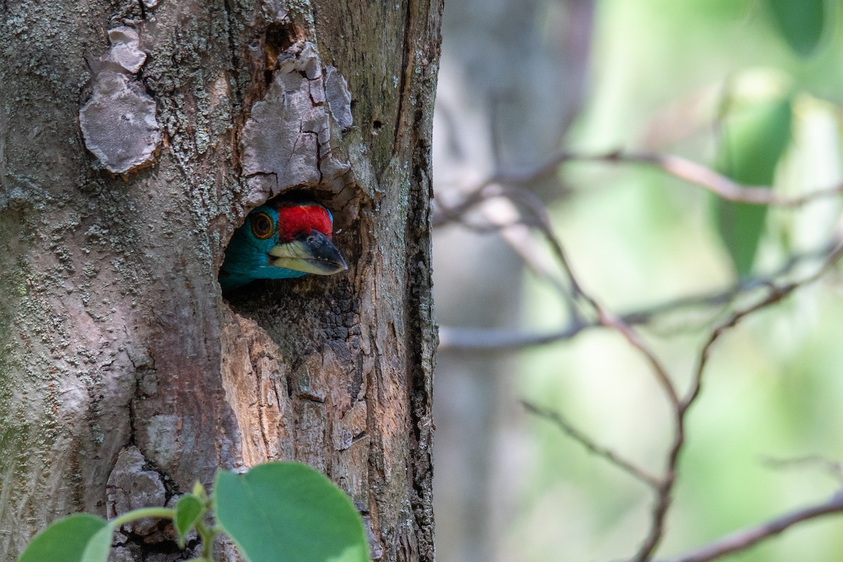 Blue-throated Barbet - ML611650841