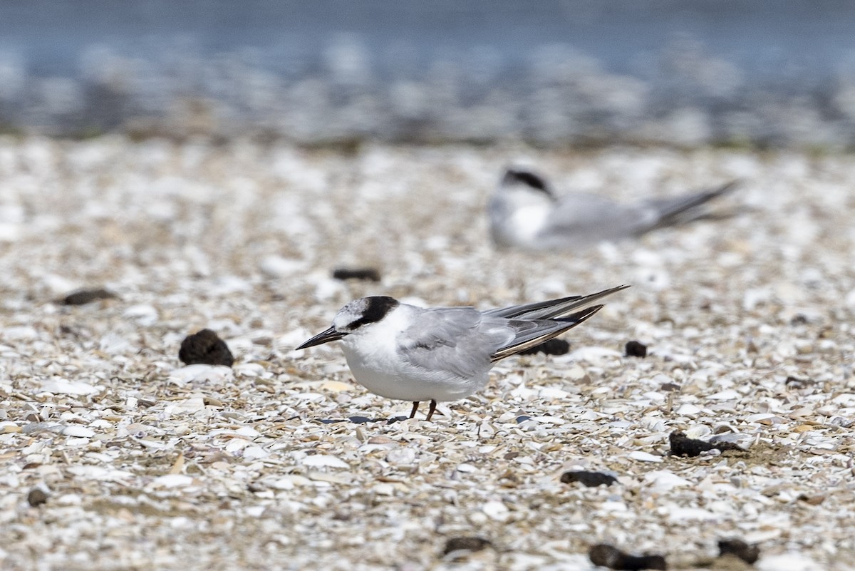 Little Tern - John Woods