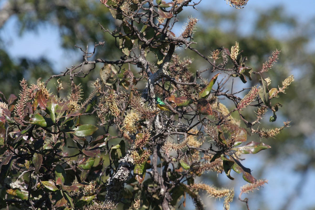 Collared Sunbird - Guy RUFRAY