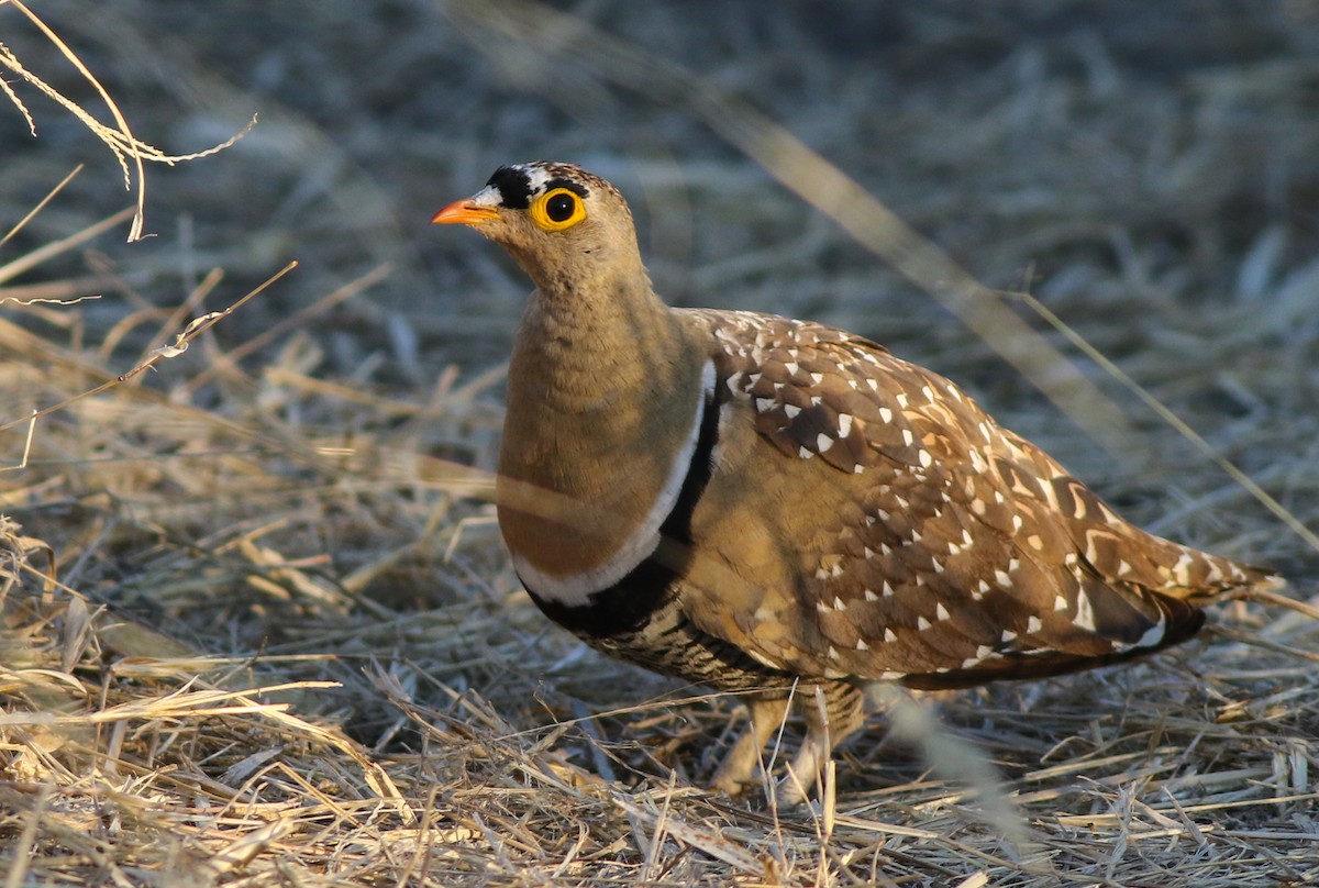 Double-banded Sandgrouse - Adam Buckham