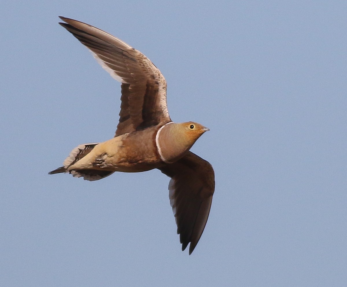 Namaqua Sandgrouse - ML611651138