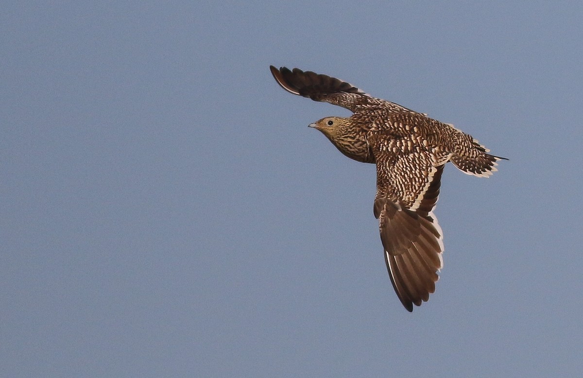 Namaqua Sandgrouse - ML611651139