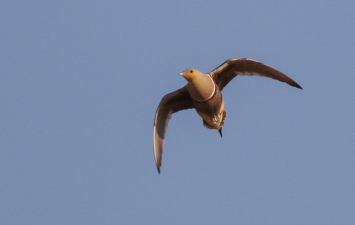 Namaqua Sandgrouse - ML611651140