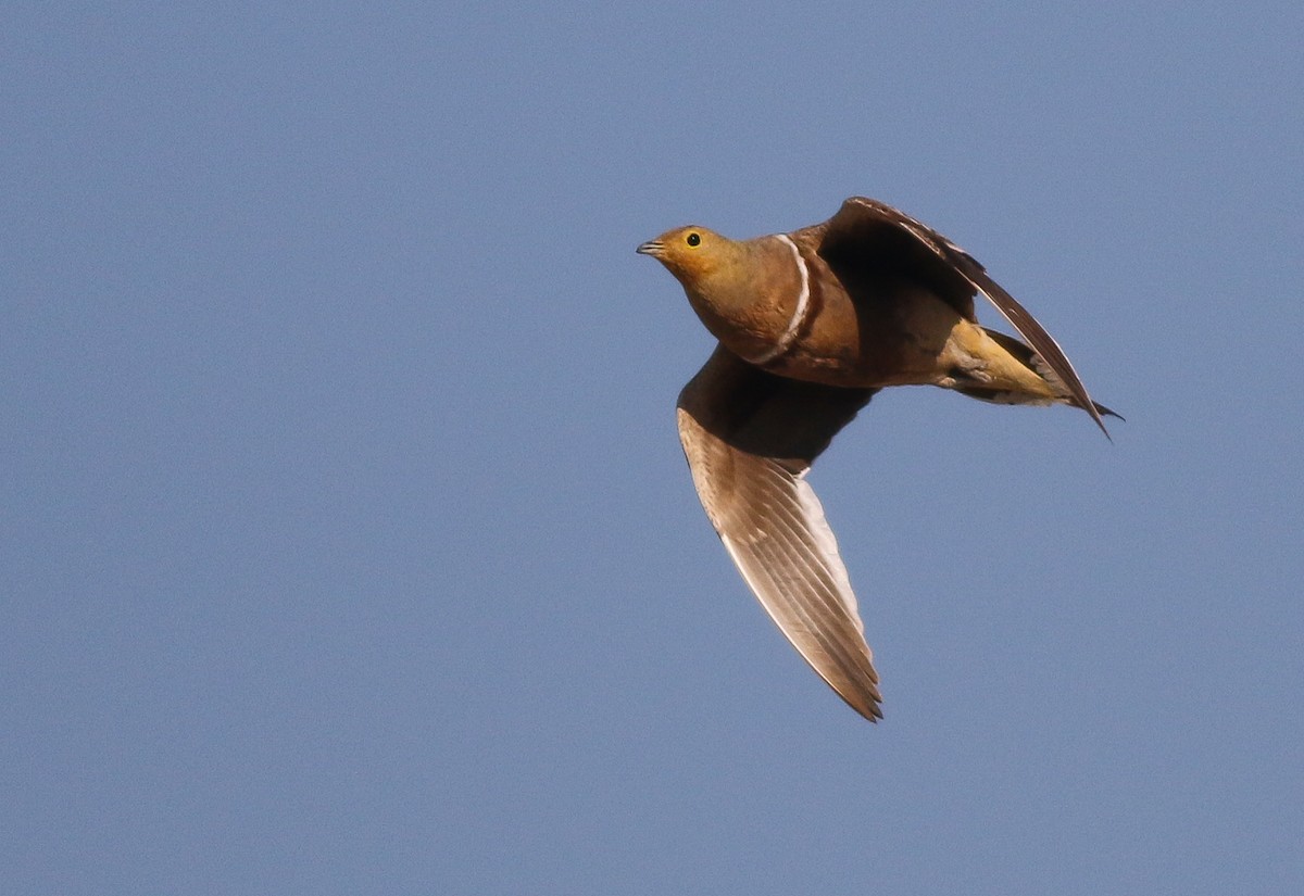 Namaqua Sandgrouse - ML611651142