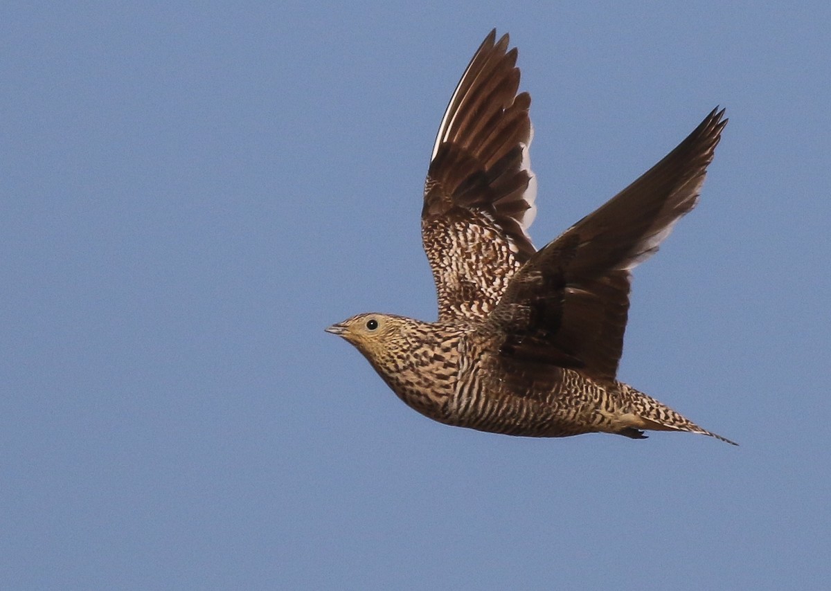 Namaqua Sandgrouse - ML611651143