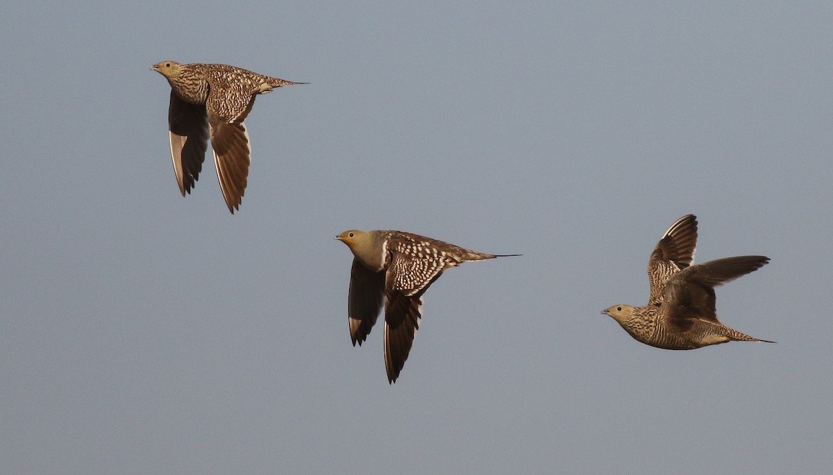 Namaqua Sandgrouse - ML611651144