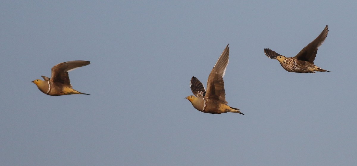 Namaqua Sandgrouse - ML611651146