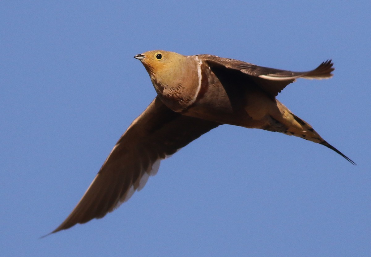 Namaqua Sandgrouse - ML611651148