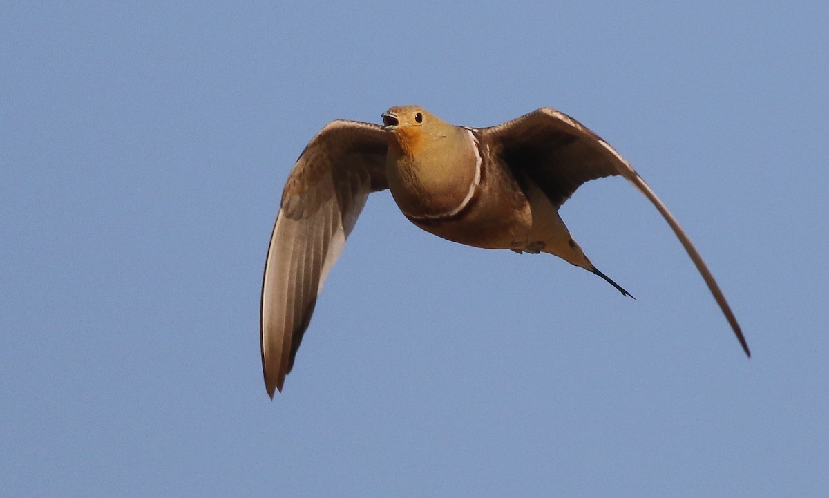 Namaqua Sandgrouse - ML611651149