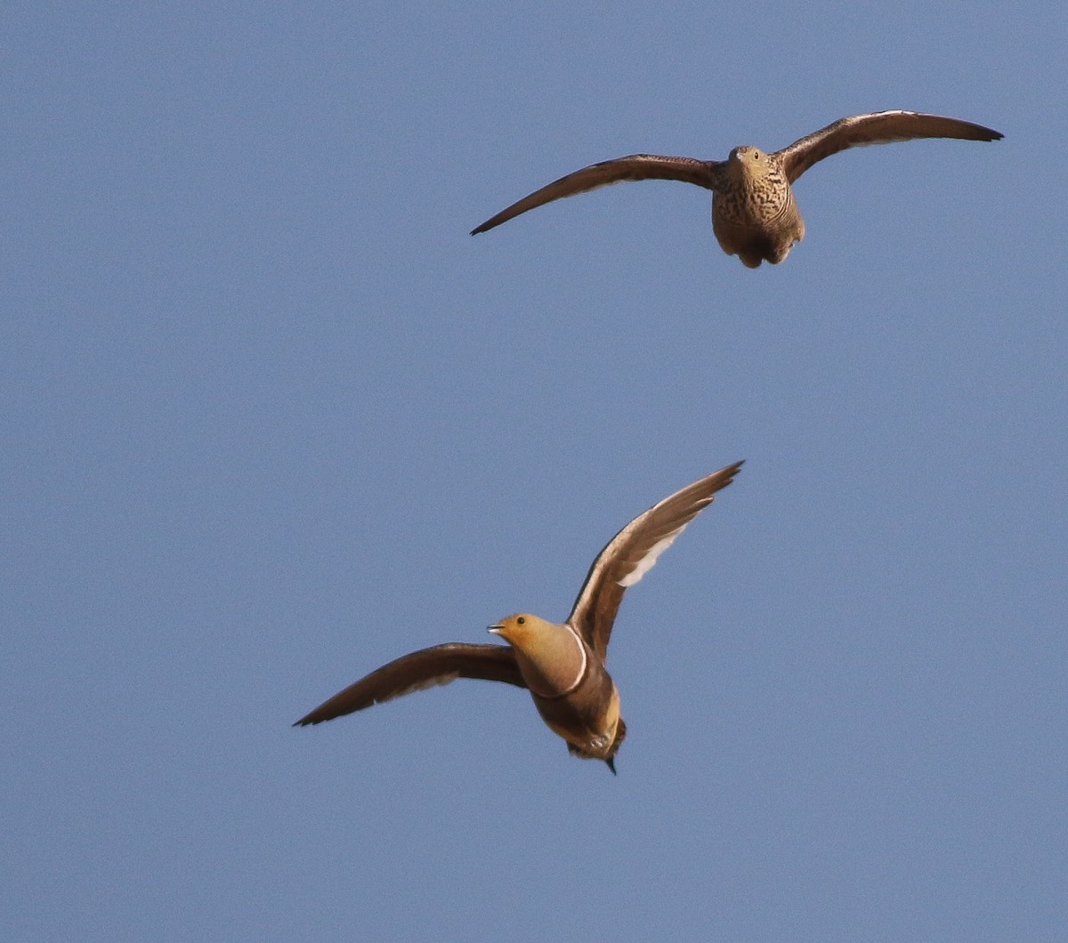 Namaqua Sandgrouse - ML611651150