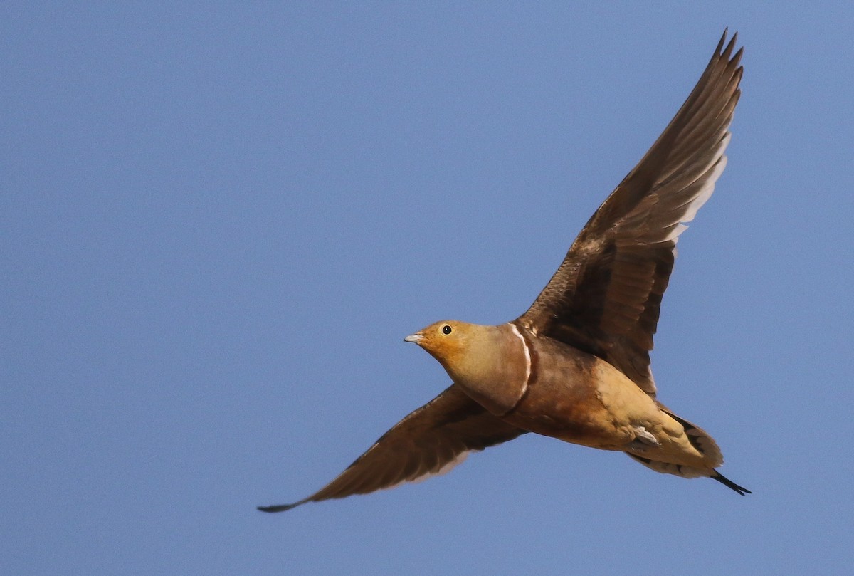 Namaqua Sandgrouse - ML611651151