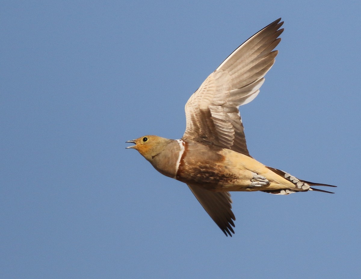 Namaqua Sandgrouse - ML611651152