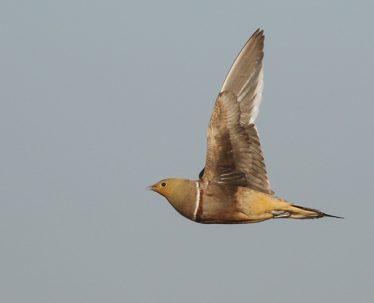 Namaqua Sandgrouse - Adam Buckham