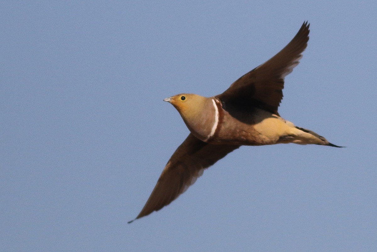 Namaqua Sandgrouse - ML611651154